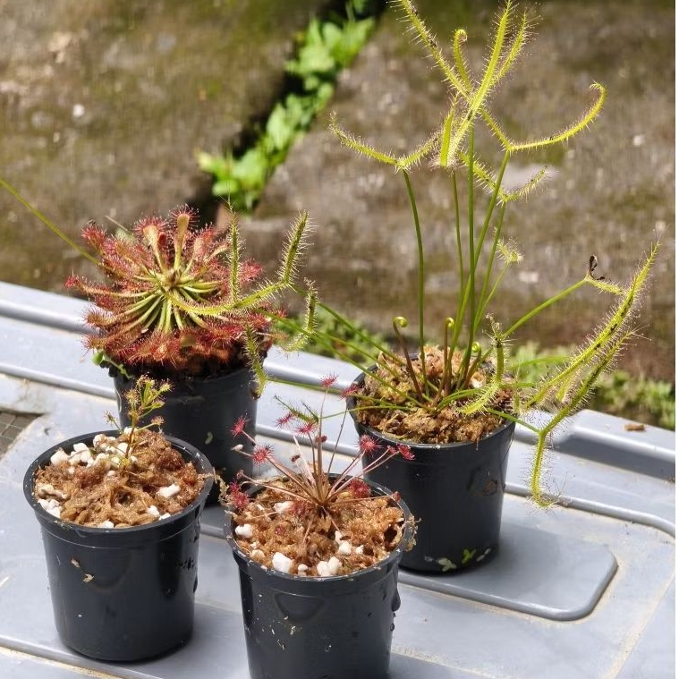 Paket murah drosera, Drosera Paradoxa, drosera binata var multifida, drosera madagascariensis, drose