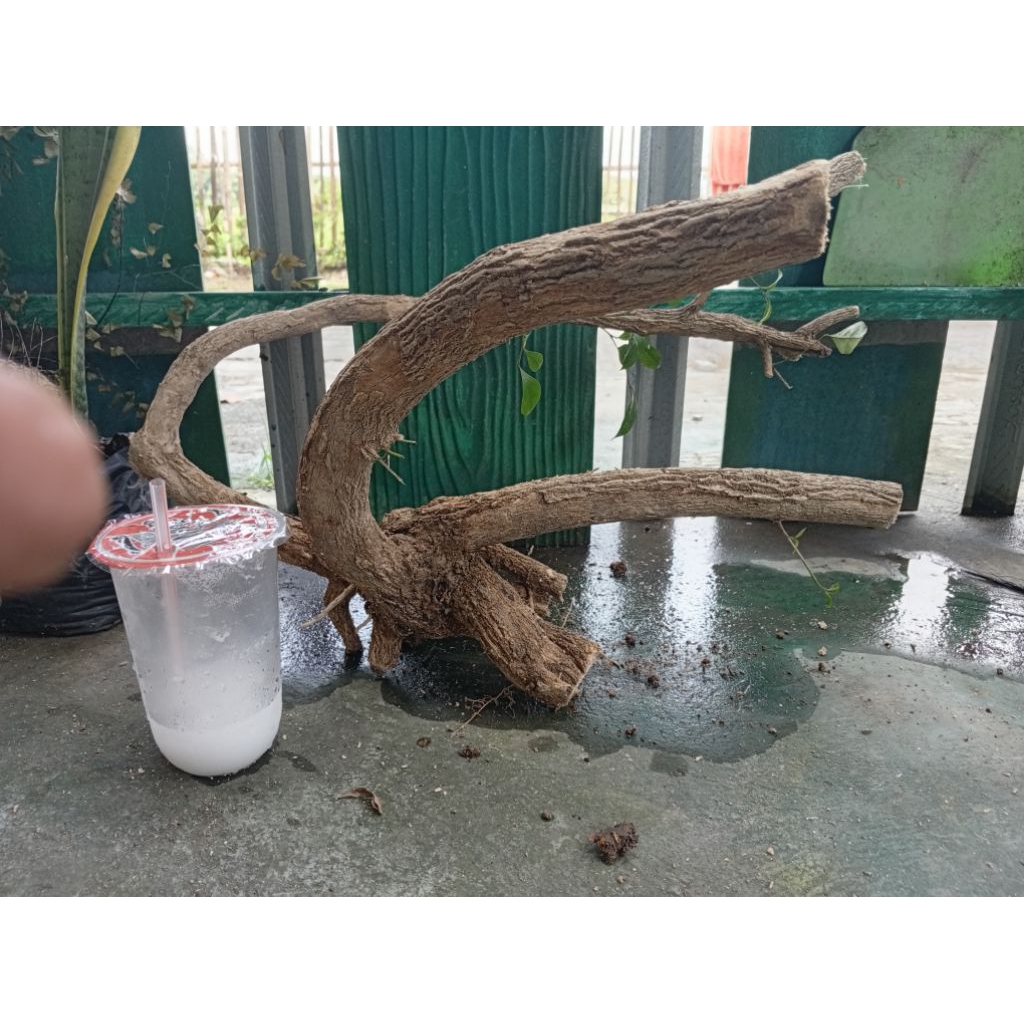 kemuning dongkelan akar batang kemuning lokal bahan bonsai