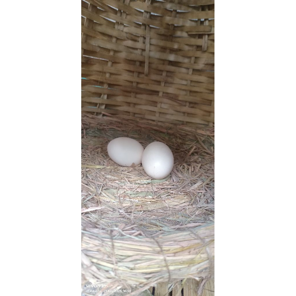 Petarangan ayam/mentog