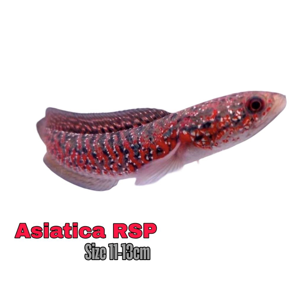 Asiatica Rsp dorsal Batik