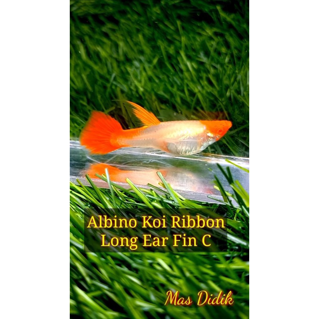 Perlengkapan Guppy Albino Koi Ribbon Long Ear Fin C
