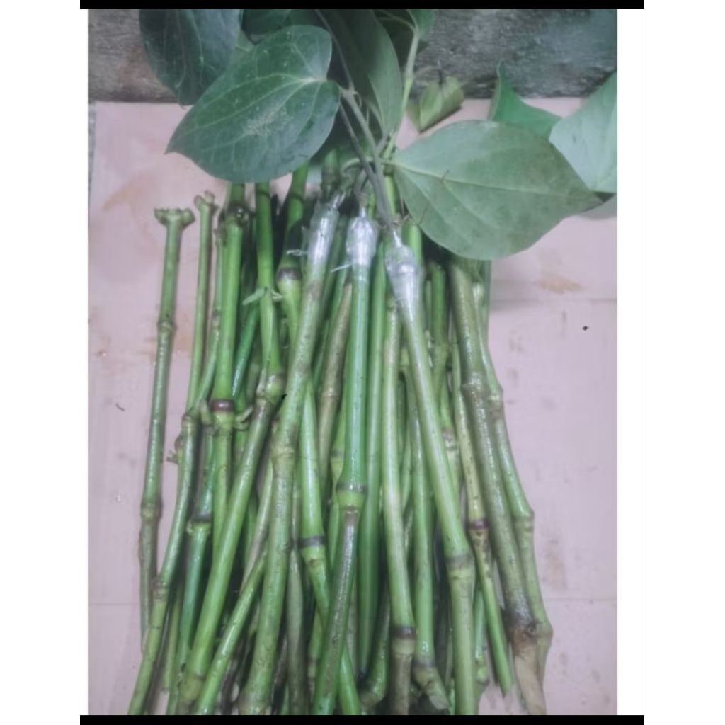 Bibit Melada Bahan Sambung Lada Kemukus Rinu +