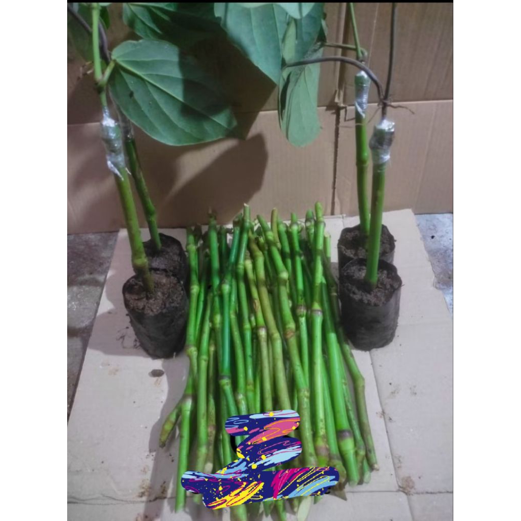 Bibit Melada Bahan Sambung Lada Kemukus Rinu