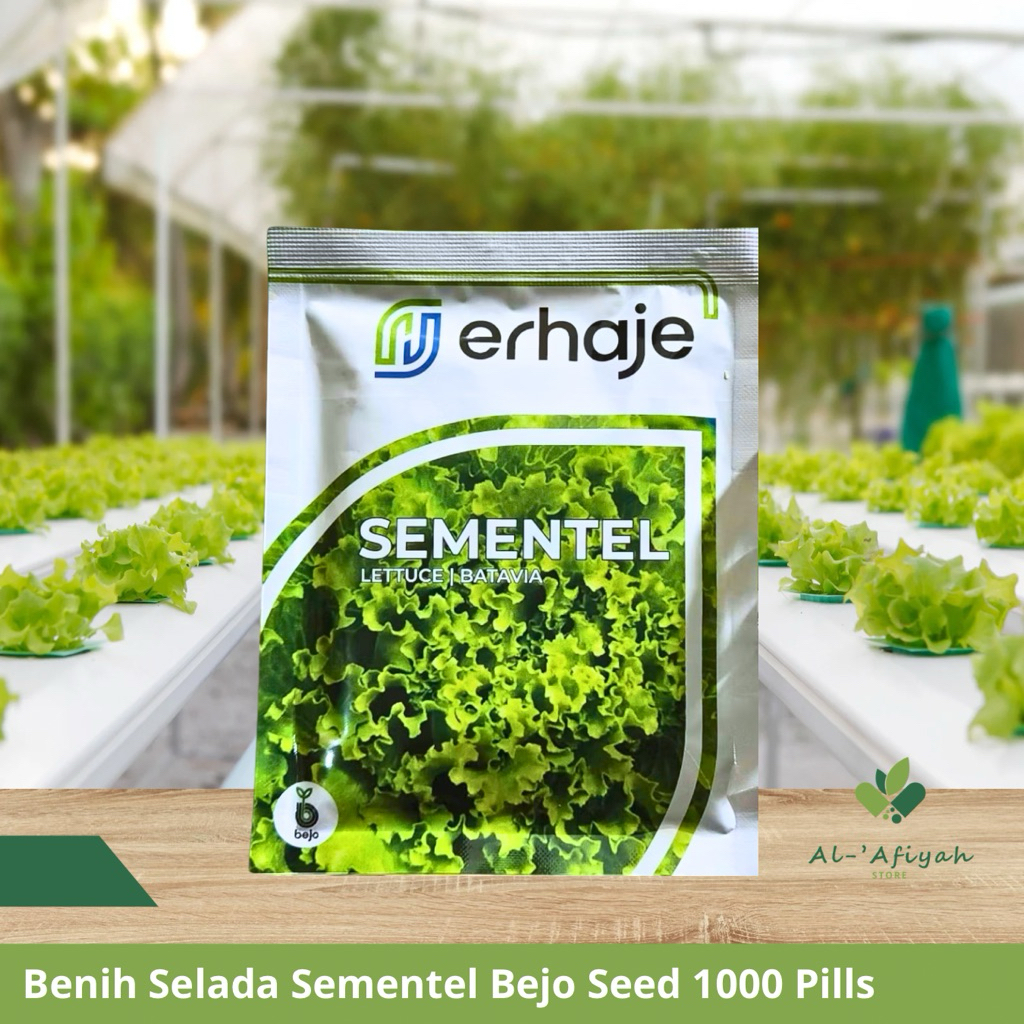 Benih Selada Sementel Bejo Seed 1000 pils
