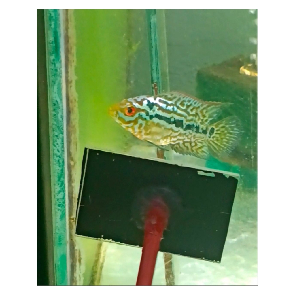 kamfa f2 ori Thailand quality vip