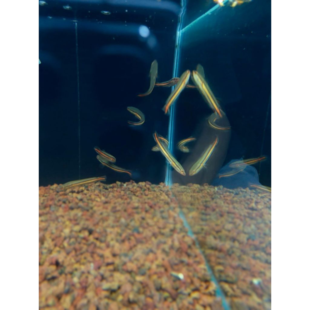 Toman hiasan aquarium