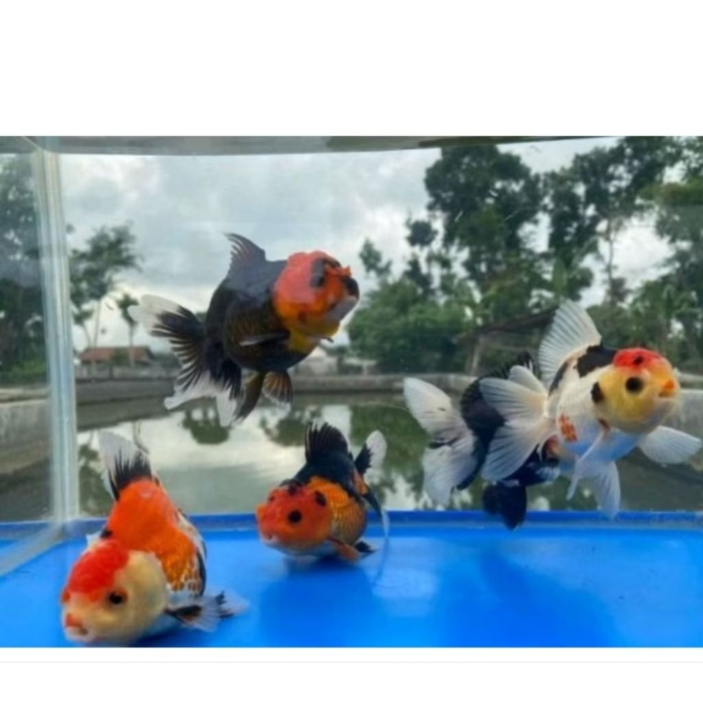 koki panda dan ikan mas koki panda 3 color fish gold koky / dekorasi Akuarium ik4n hias mas koki pan