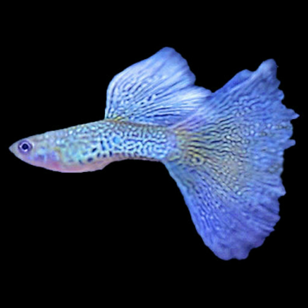 Guppy blue lace sepasang