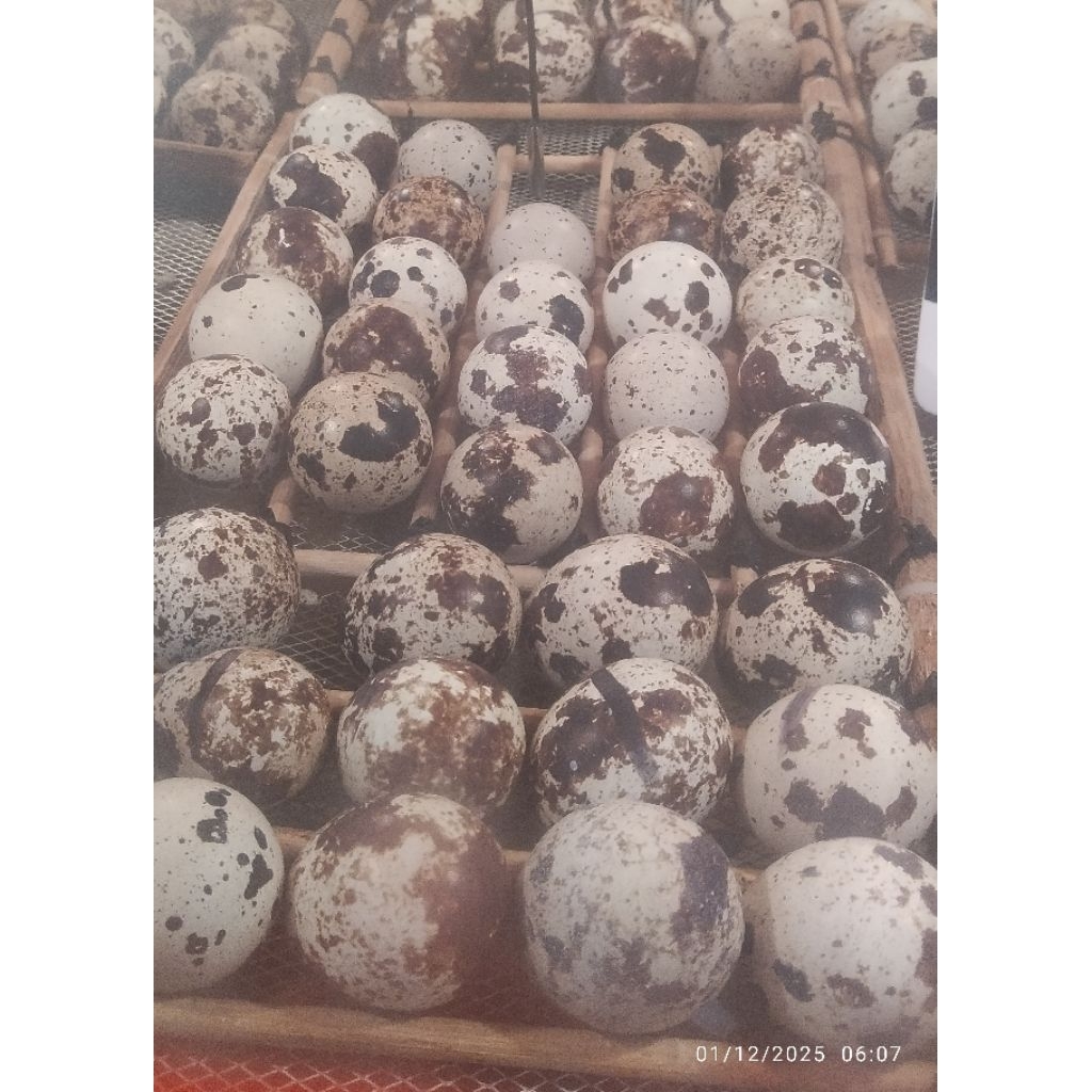 telur fertil puyuh. untuk ditetaskan