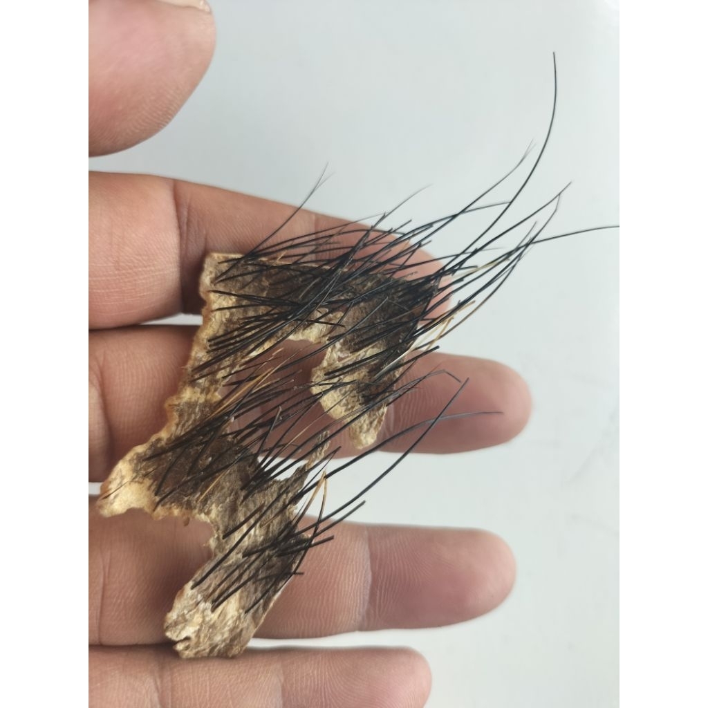 kulit kebo landoh wulung