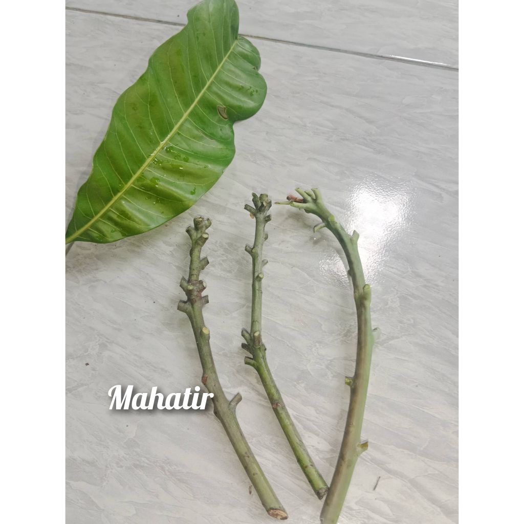 (valid) entres mangga mahatir jumbo