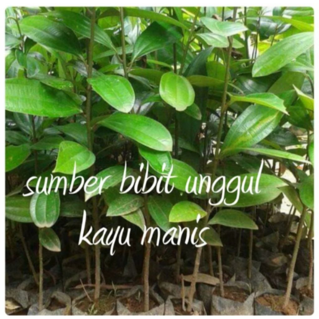 bibit kayu manis super unggul