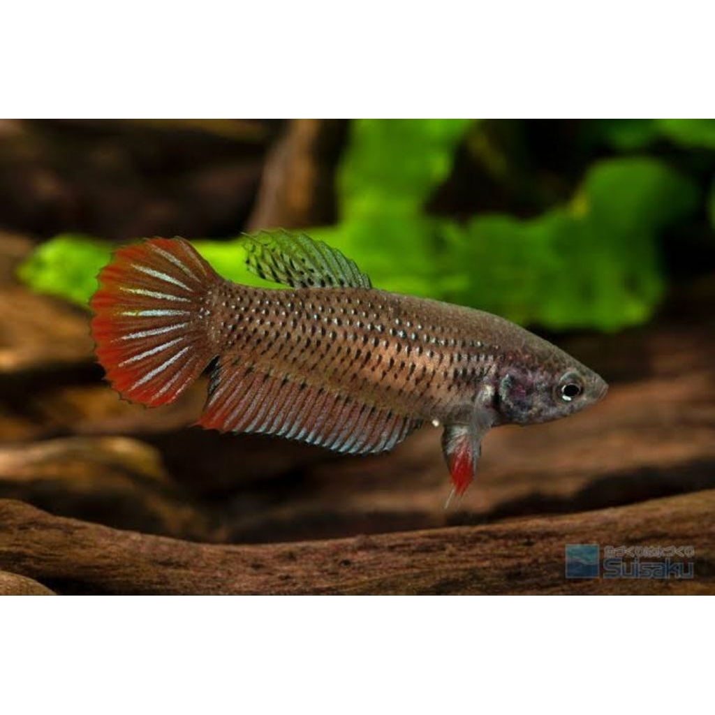 Wild Betta Splendens Red Size L