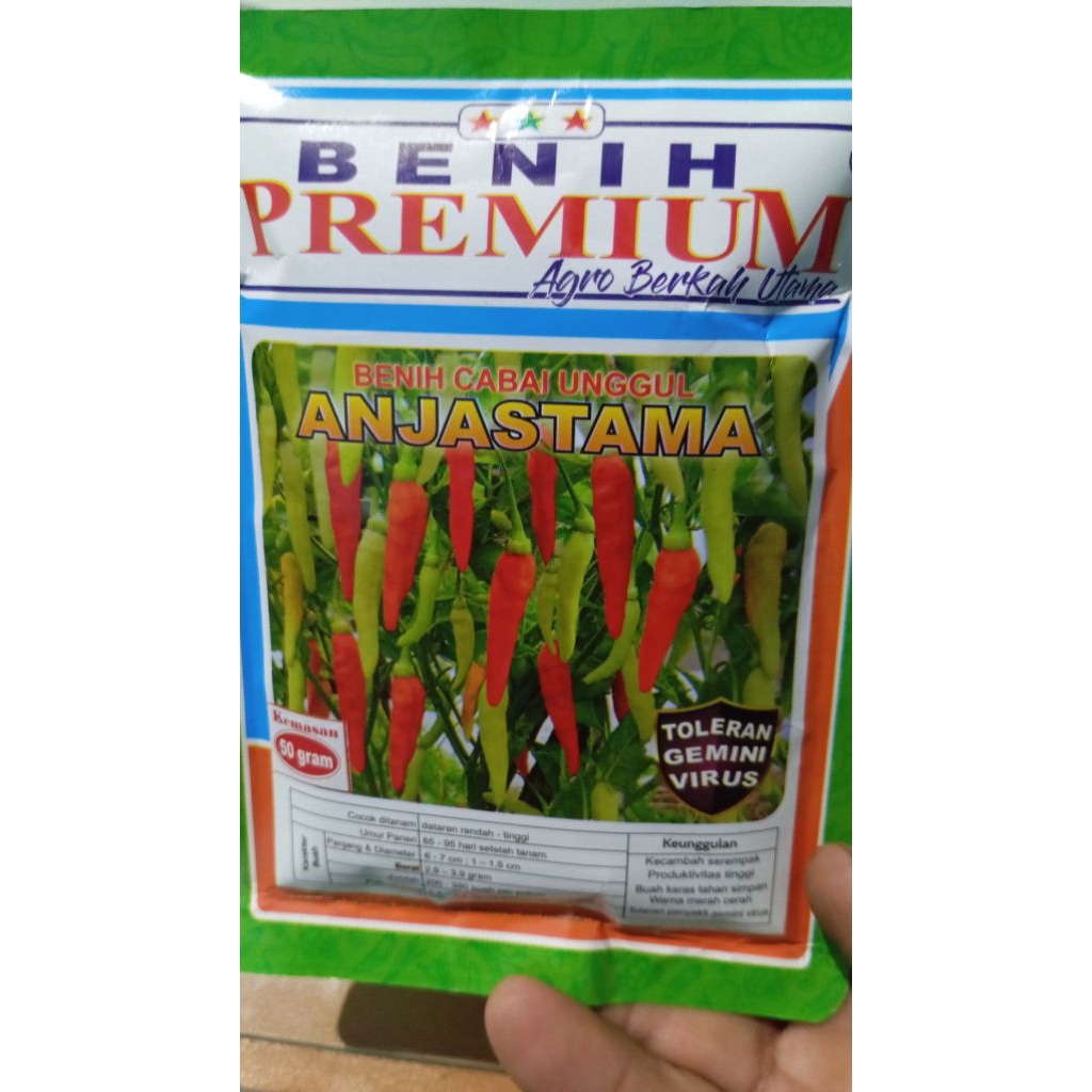 Benih cabe premium ANJASTAMA toleran virus gemini