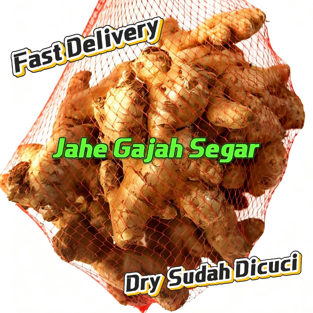 Jahe Gajah Segar Sudah Dicuci/Jahe Putih Gajah Super Segar/ Dry Jahe Gajah