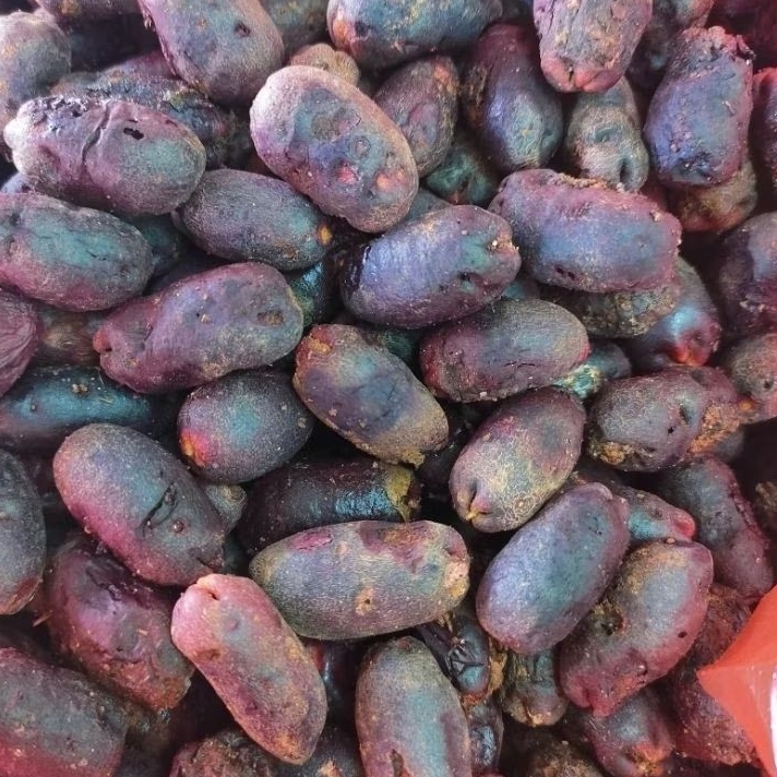 biji cengkeh zanzibar  1kg polong cengkeh siap semai