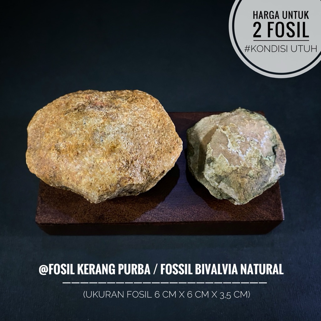 Fosil Kerang Purba Natural A27 atau Fosil Bivalvia atau Fossil Shell atau Fosil Kijing atau Fosil Ke