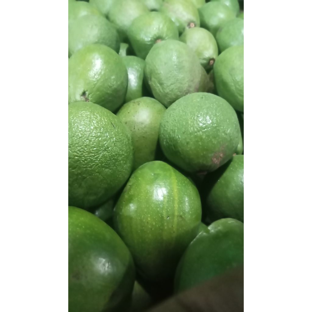 Alpukat Miki 1kg