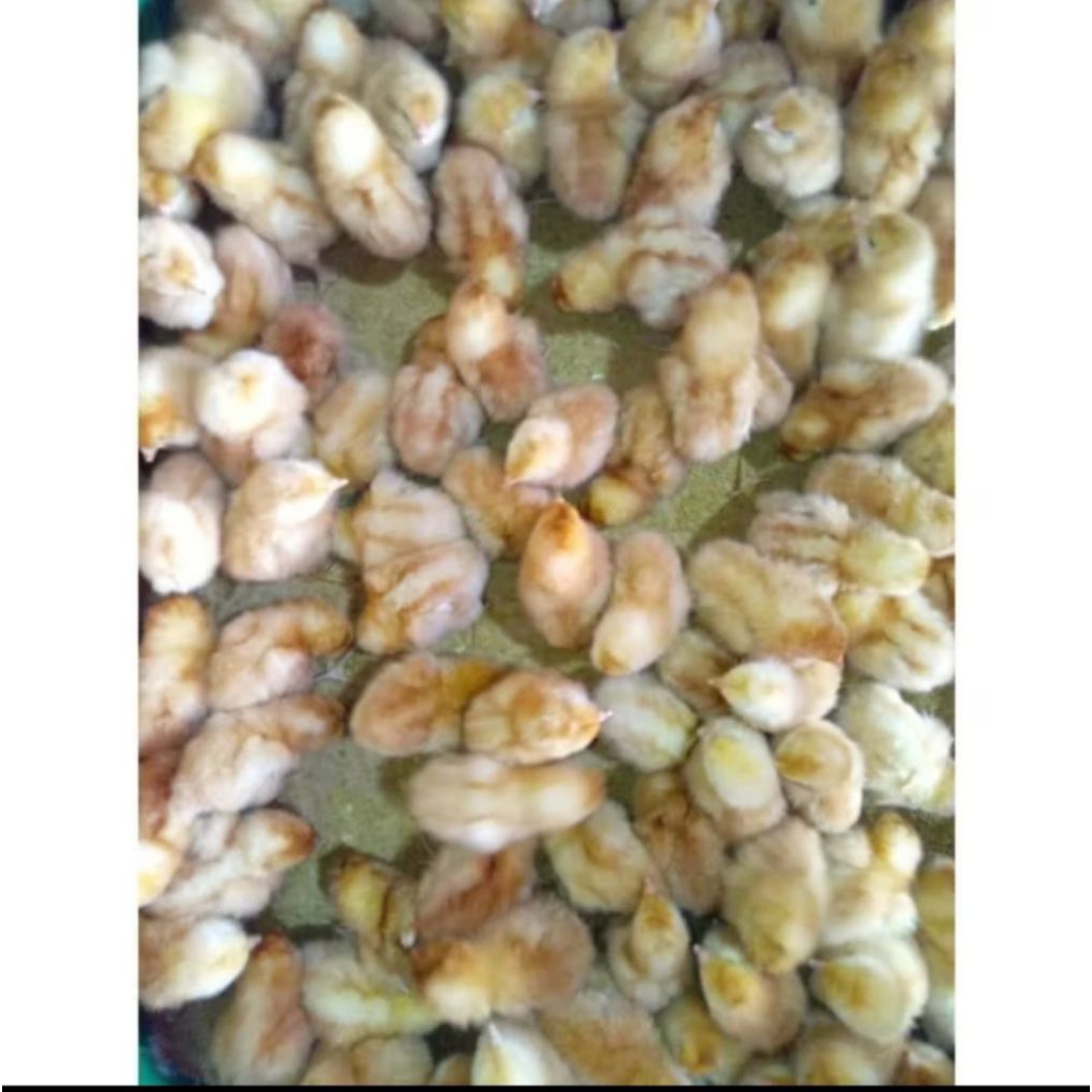 DOC AYAM PETELUR SUPER Vaksin beli 15 gratis 1.