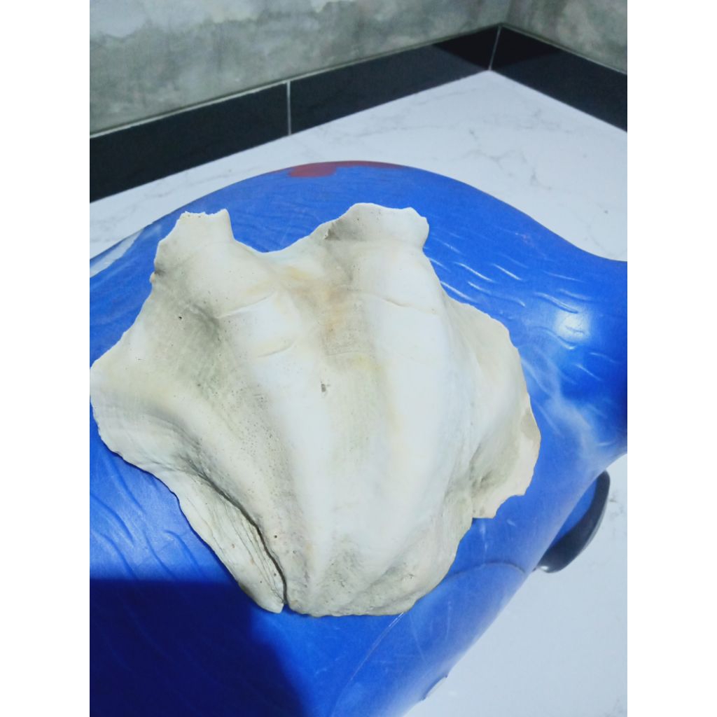 cangkang kerang Jinny besar