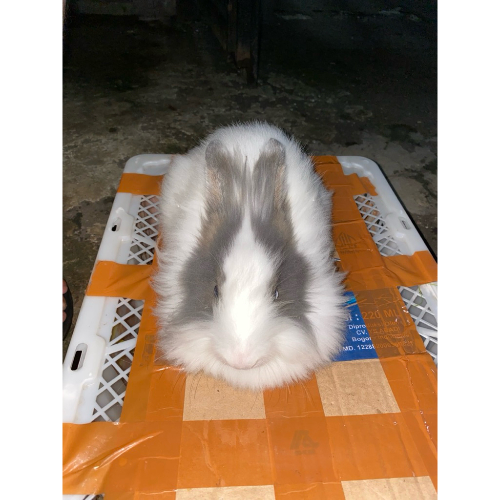 Kelinci Usia 5-6 Bulan