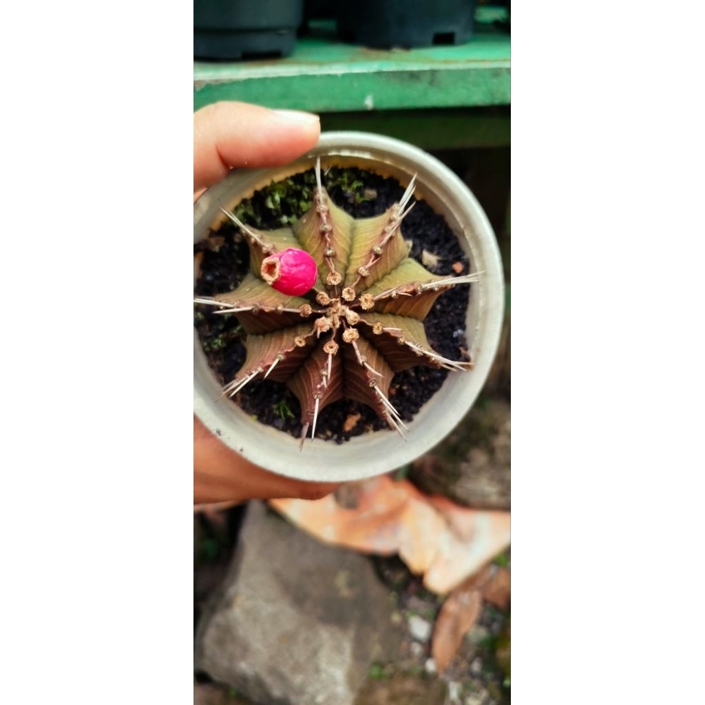 Kaktus Gymno Miha Murah