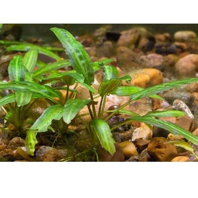 Cryptocoryne Wendtii Green - Tanaman Aquascape