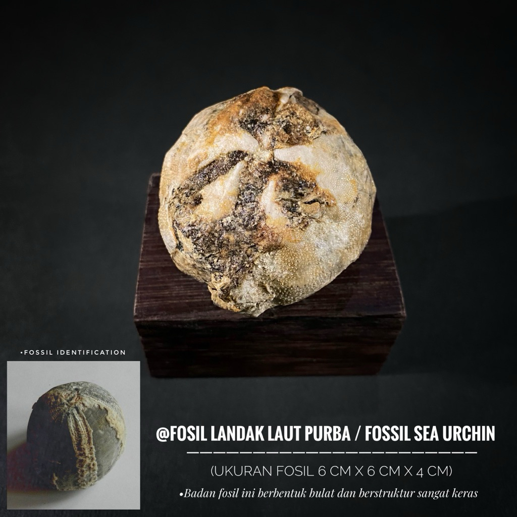 Fosil Landak Laut Purba B24 atau Fossil Sea Urchin atau Fosil Bintang Laut atau Fosil Awar Awar