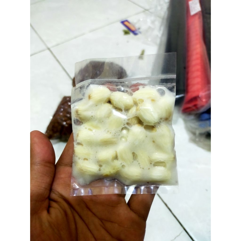 BIJI JARAK FERMENTASI