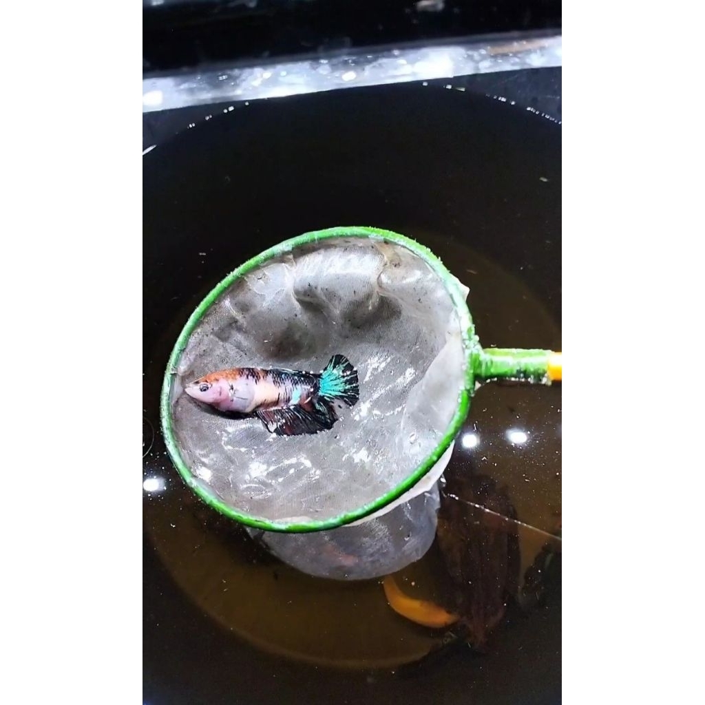 cupang betina female indukan Ohm black koi size M+ full telur sesuai foto vidio 100% real pict