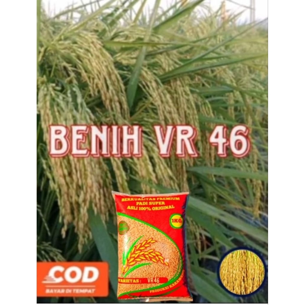 BENIH PADI VR 46 UNGGUL 1KG BERKUALITAS original