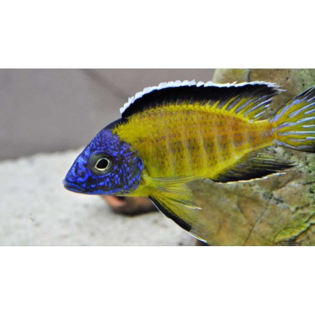 USISYA PURE | USISYA CICHLID | CICHLID AFRIKA