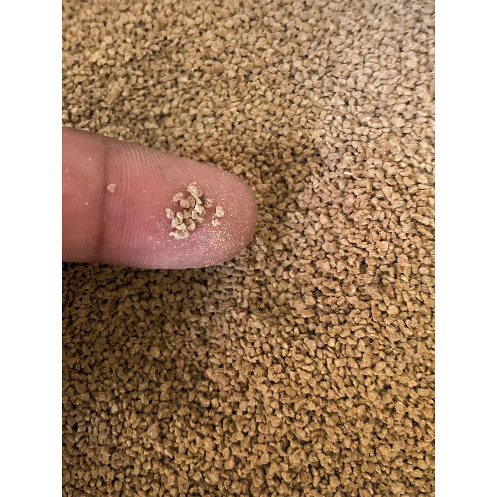 Pakan burayak larva bibit ikan kecil lele nila gurame patin bandeng ikan mas ikan hias kecil micro (