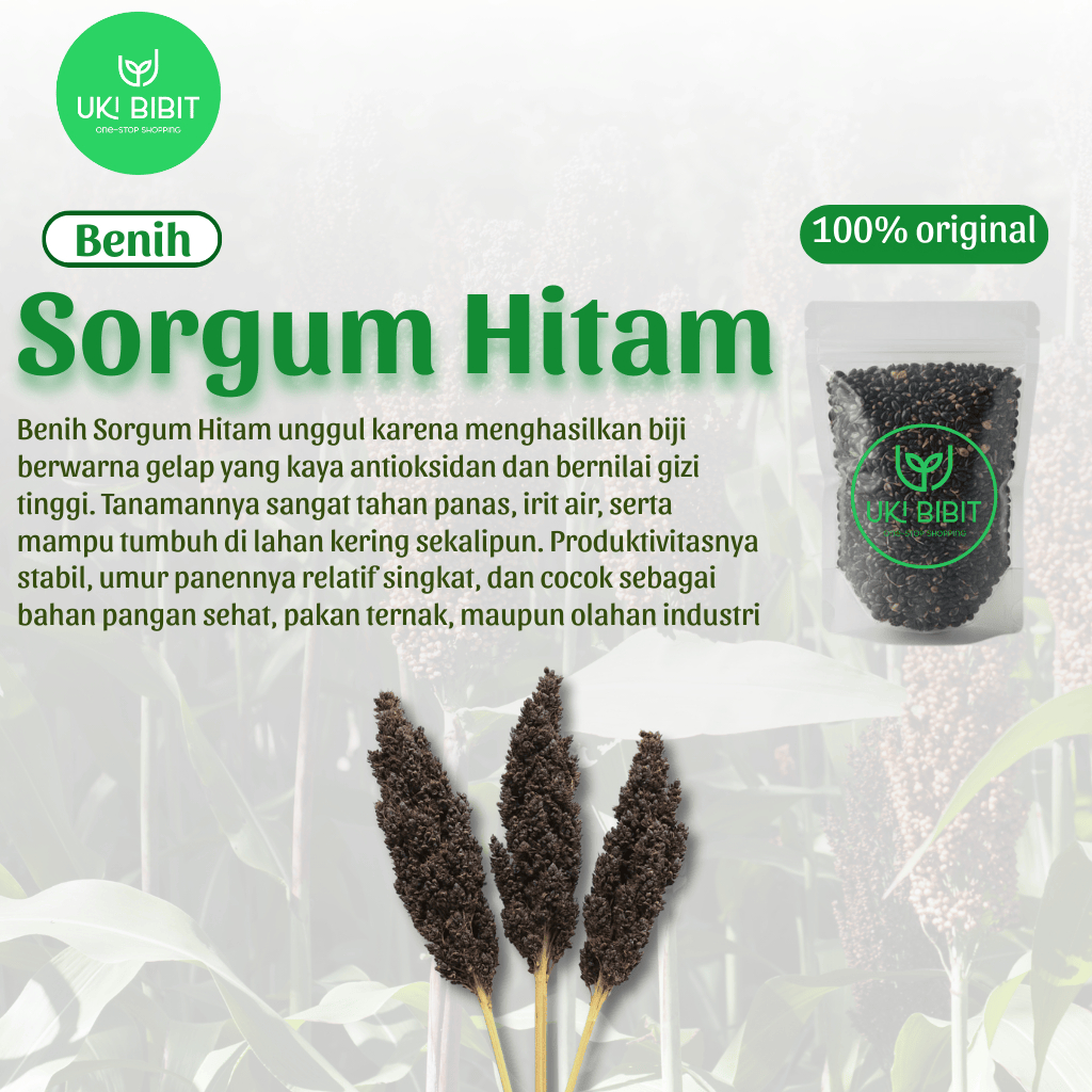 ( 20 Butir ) Benih Biji Sorgum Hitam | Black Sorghum | Jagung Cantel Hitam