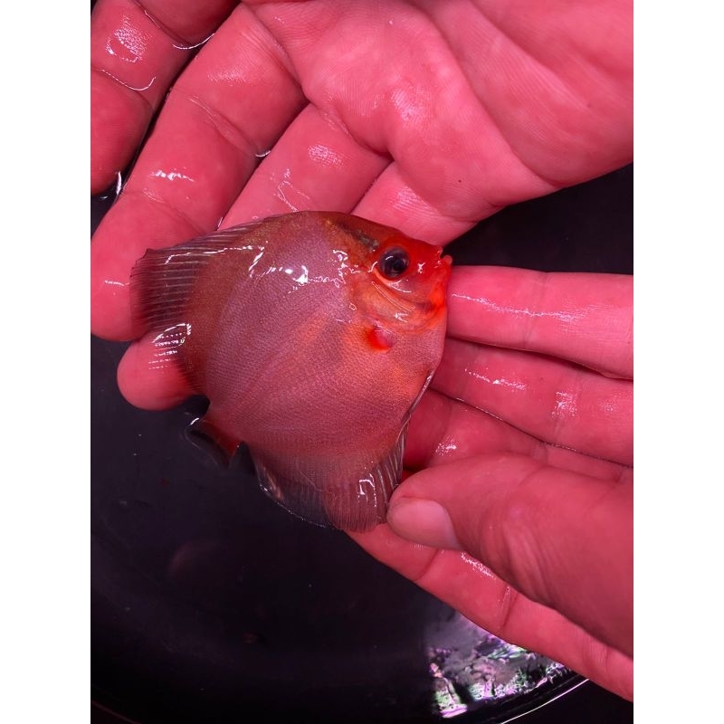 ikan discus Ghost 2 in