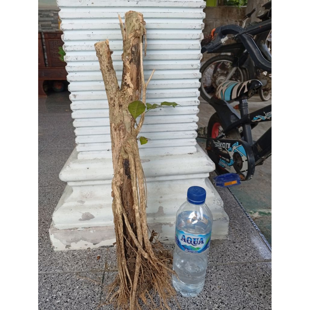 kemuning dongkelan akar batang kemuning lokal bahan bonsai