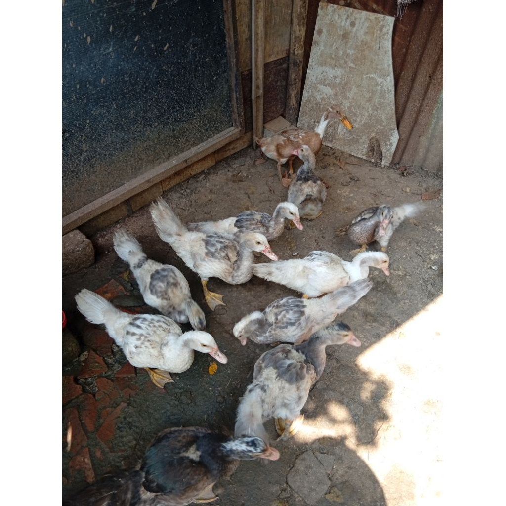 Entog (mentog) muda jenis rambon x bondol klasik x mile