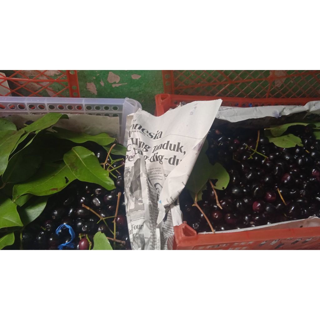 buah jamblang 1 kg