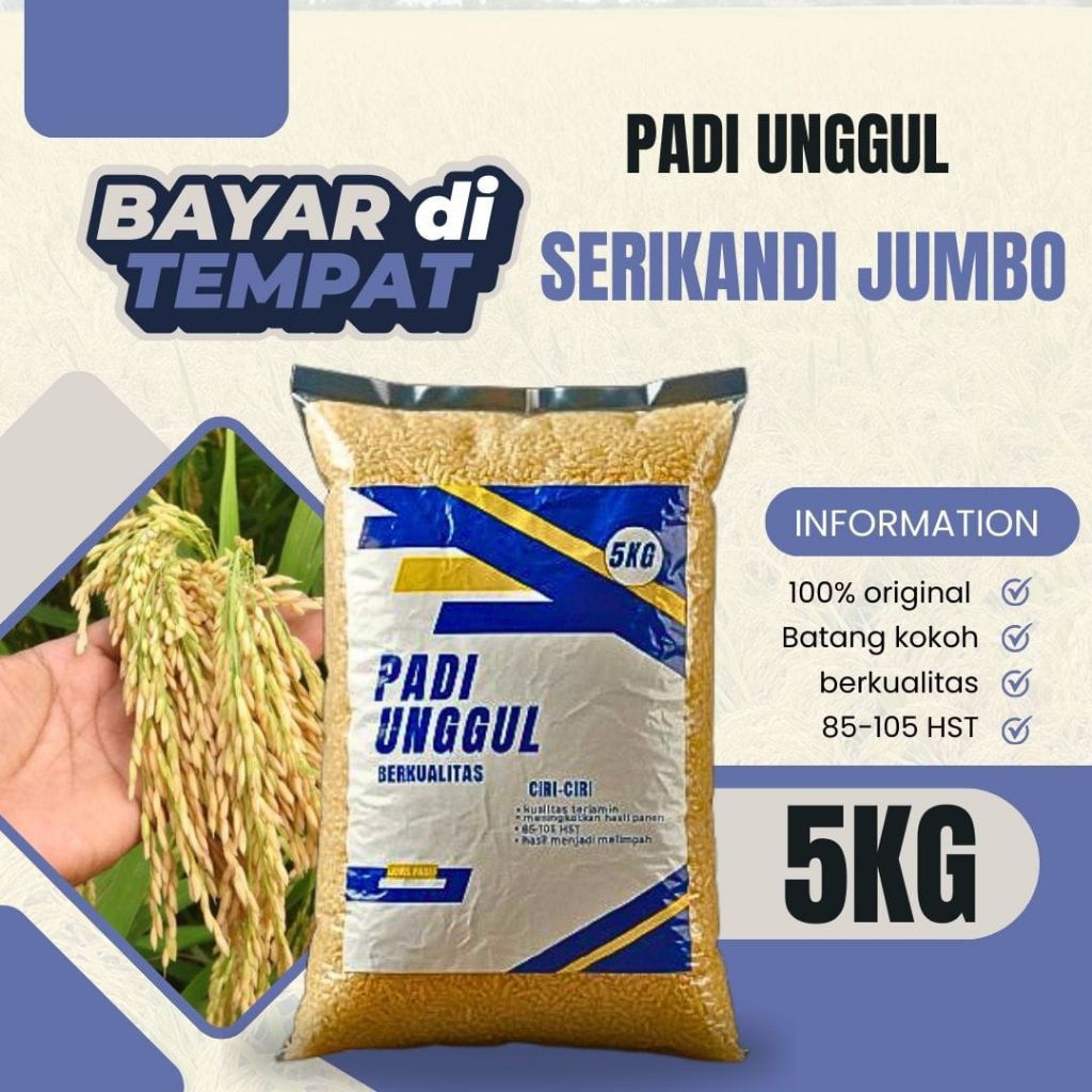 BENIH PADI SRIKANDI JUMBO 5KG