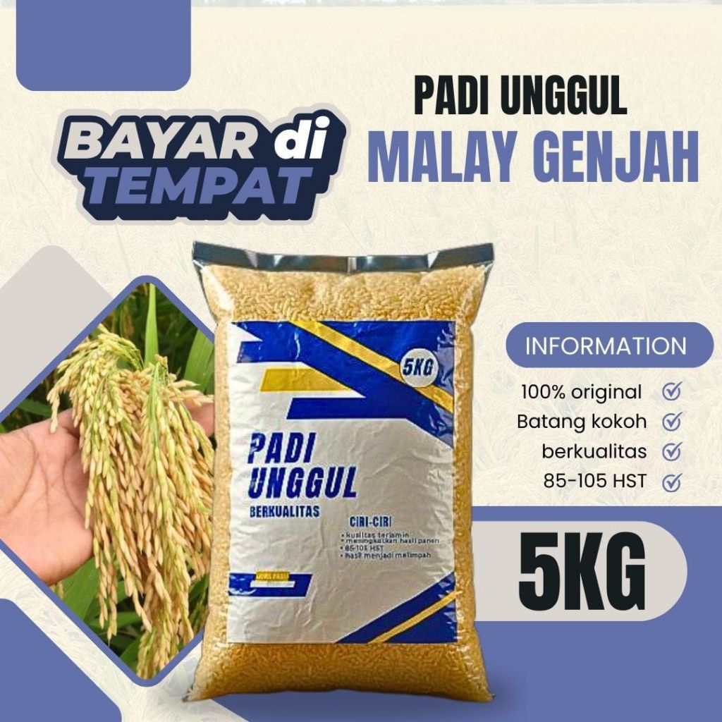 BENIH PADI MALAY GENJAH 5KG