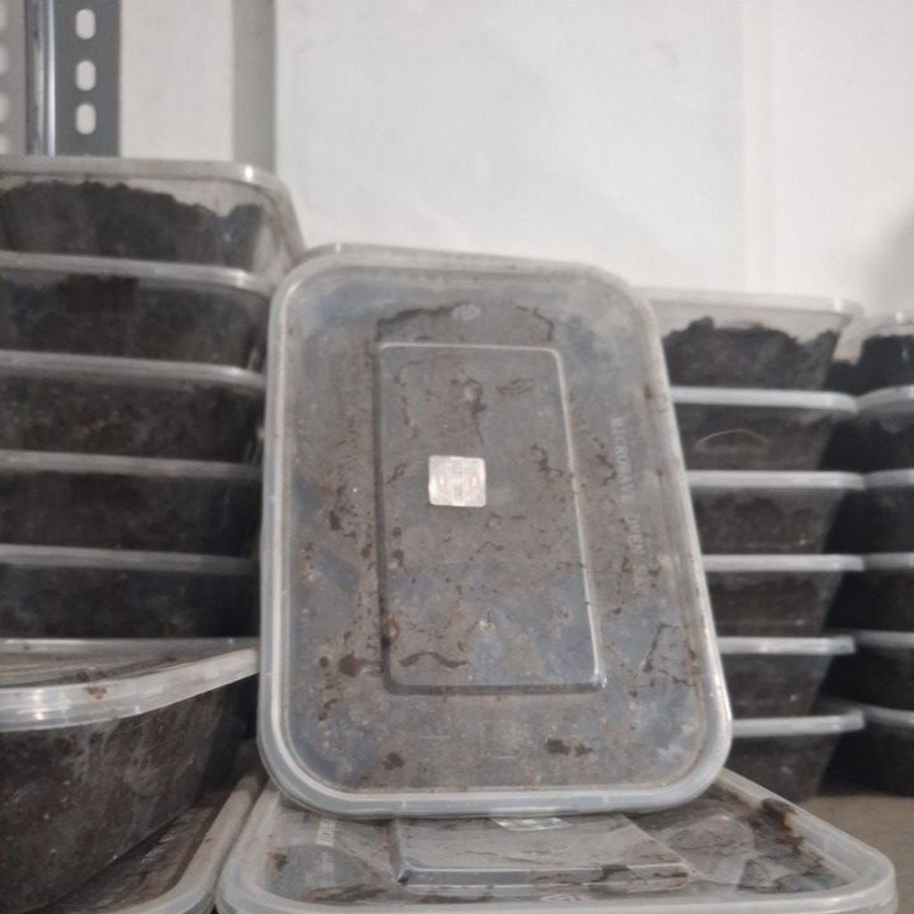 bendingan jelangkung by eynoa fishing