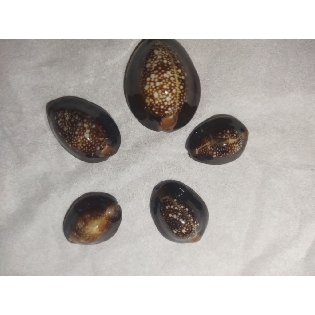 mainan kerang hitam satuan/kuwuk hitam isi 5pcs