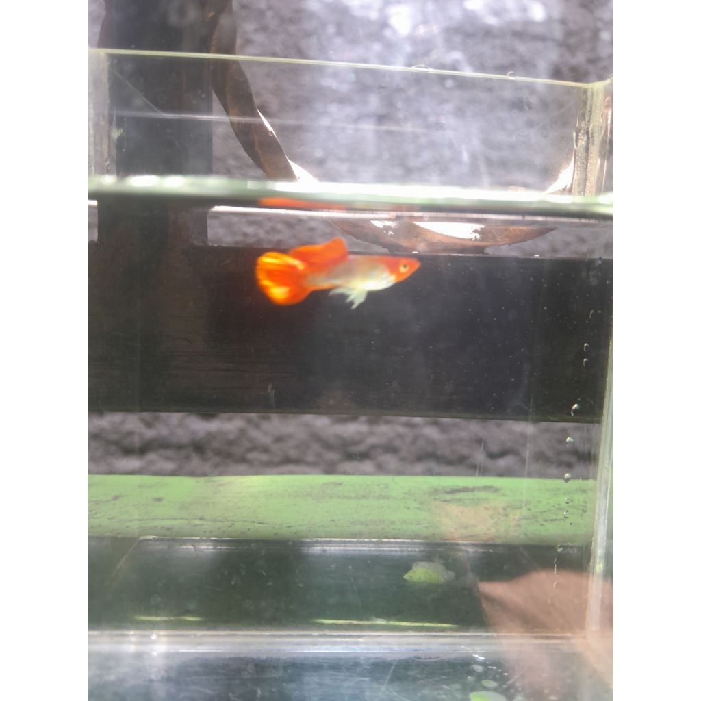 Hiasan Aquarium Guppy Blonde Tuxedo Koi