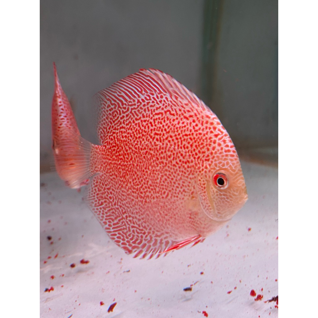 ikan discus jenis SKV ukuran 3 in