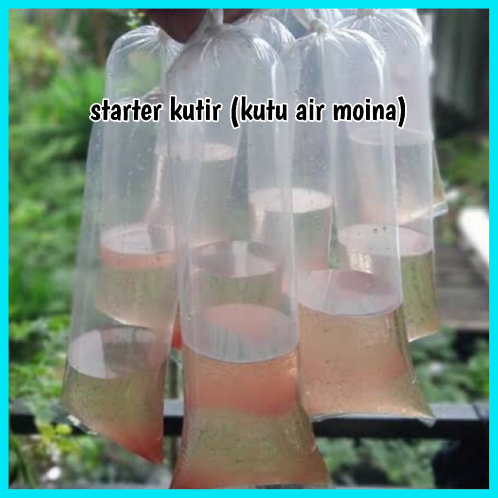 Starter Kutu Air Moina Hidup/Kutir Pakan Burayak Cupang Guppy Molly Ikan Hias