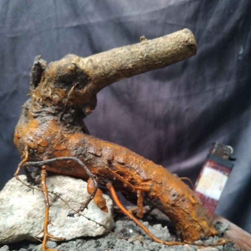 Bahan Bonsai Sisir kaliage Dongkelan Berkarakter Small Medium Size The Maxx 30 cm real pick