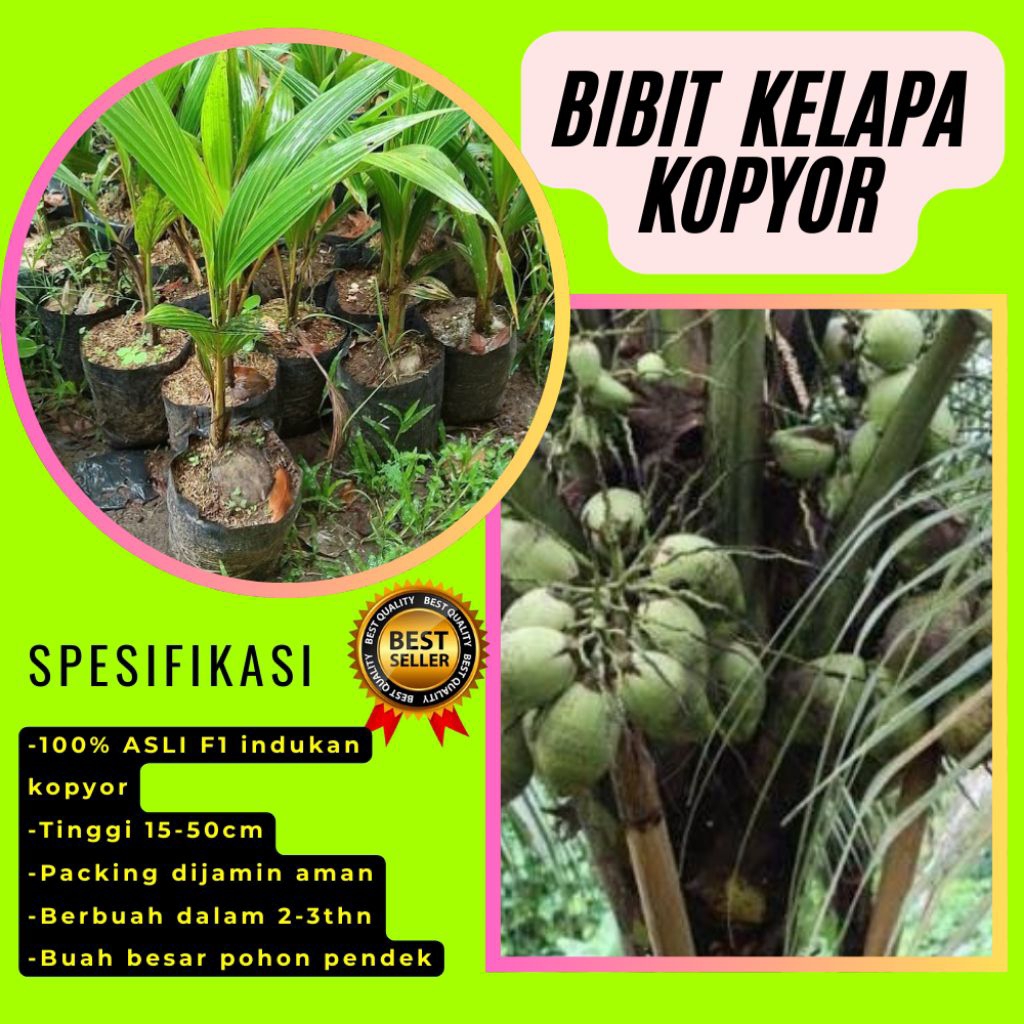 POHON PENDEK  Bibit Kelapa Kopyor Harga, Bibit Kelapa Kopyor Jelly, Bibit Kelapa Kopyor Jelly Thaila