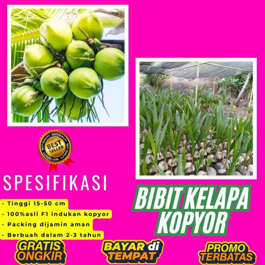 POHON PENDEK  Benih Kelapa Kopyor Kultur Jaringan, Benih Kelapa Kopyor Madu