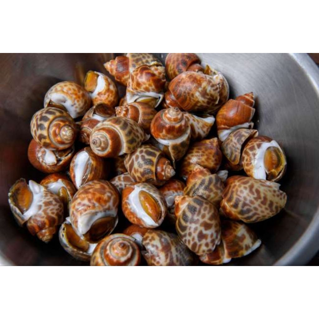 Keong Macan Fresh 1 Kg Kerang Macan Segar Seafood