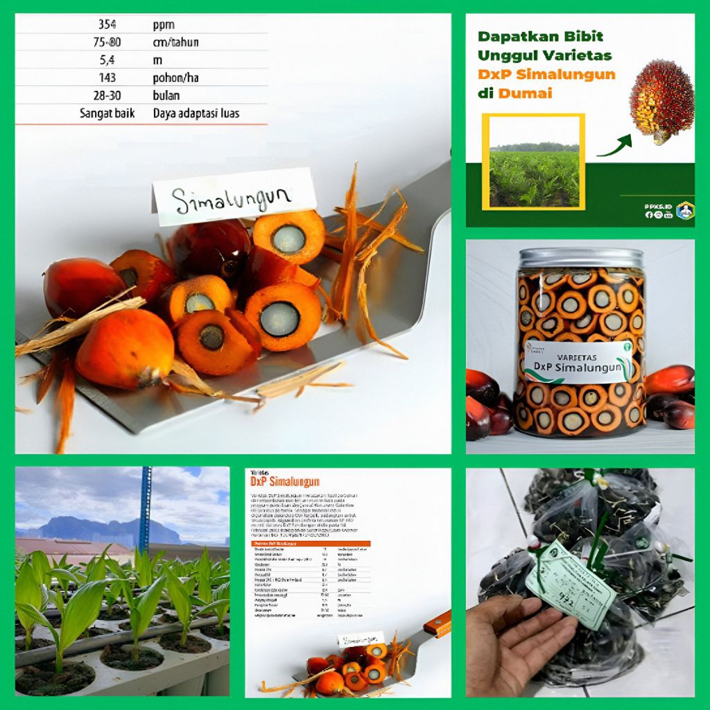 Bibit Benih Kecambah Kelapa Sawit Unggul DxP Simalungun Bersertifikat